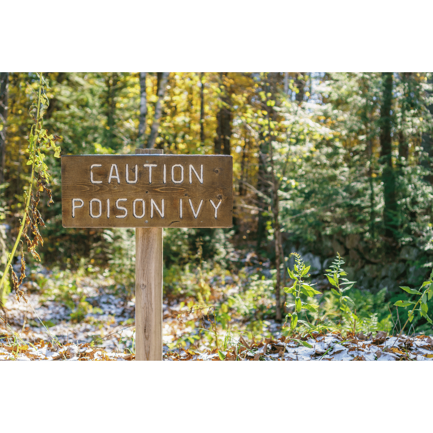 what is the best essential oil for poison ivy