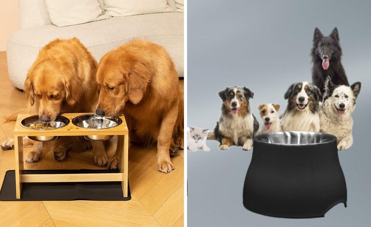 elevated dog bowl