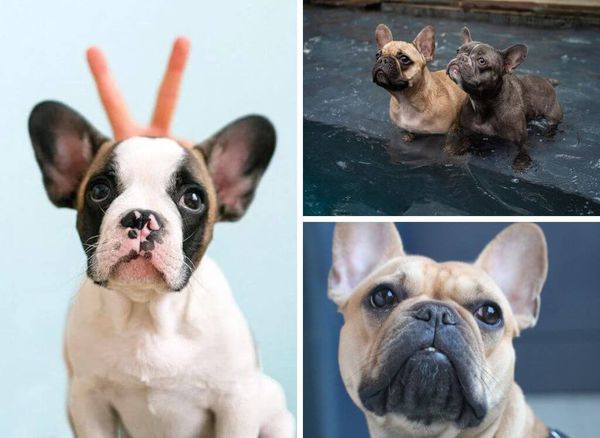 Give Your French Bulldog a Pup-Spa Day with These 6 Best Shampoos Available