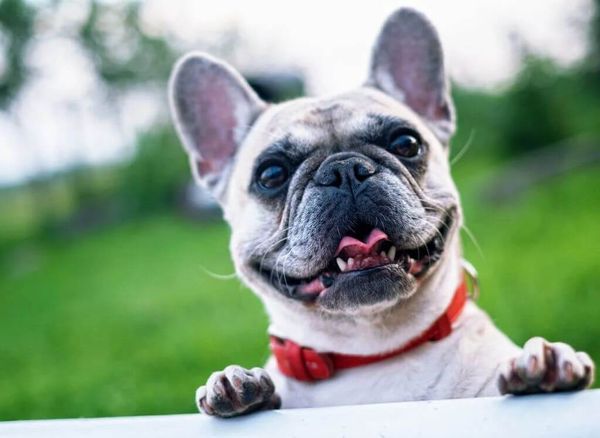 Attention Fur Parents: Here's the Best Probiotic for Your English Bulldog