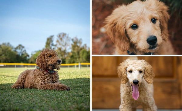 The Secret to a Tangle-Free Goldendoodle Coat: The Right Shampoo and Conditioner!