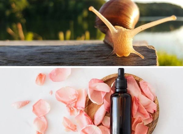 Get the Glow: The Best Snail Mucin Products on the Market