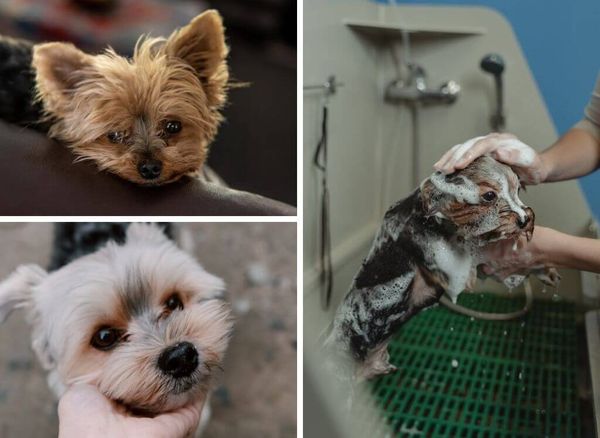 A Pup's Guide to Healthy and Shiny Coats: The Best Shampoo for a Yorkie