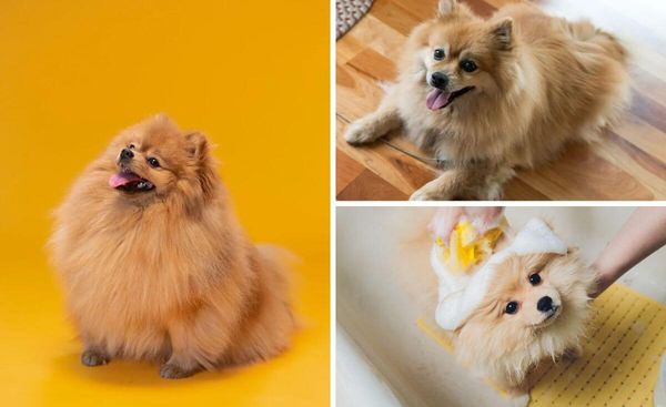 The Purrfect Shampoo for Your Pomeranian: Find the Right Fit for a Fluffy Coat!