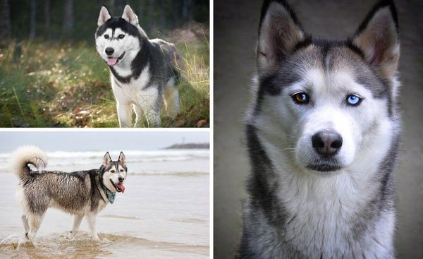 Fluff Up Your Husky With These 6 Fabulous Shampoos!