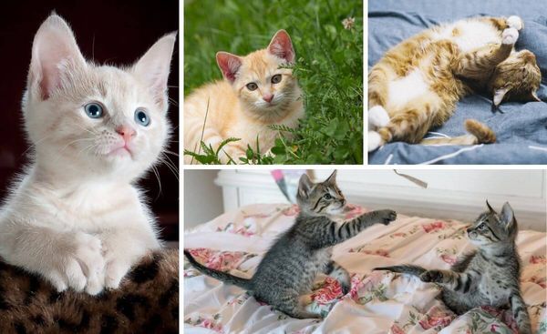 Pawfectly Clean: The Best Flea Shampoo for Kittens