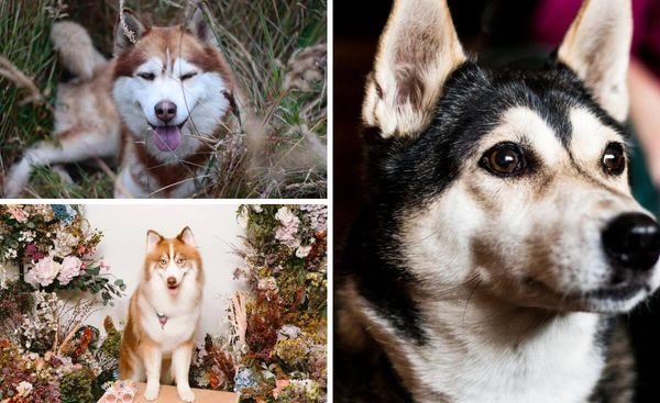 Pamper Your Pooch - The Best Shampoos For a Soft and Shiny Husky Coat!