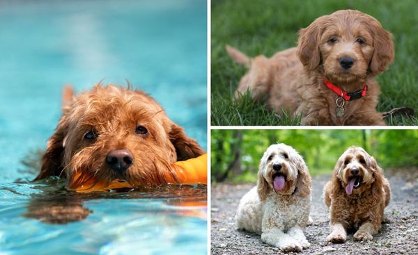 Fur-mazing: Find the Best Shampoo for a Shiny, Healthy Goldendoodle Coat!