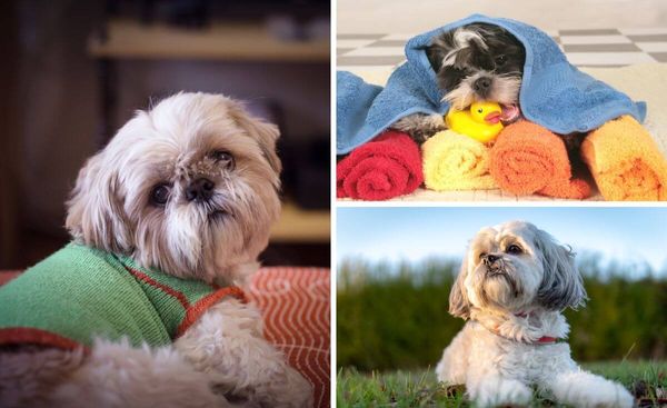 Shampoo Shocker: Keep Your Shih Tzu Clean & Healthy with These Top-Rated Shampoos