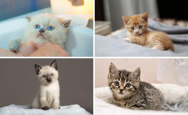 The Best Kitten Shampoo for a Purr-fect Bath Time Experience