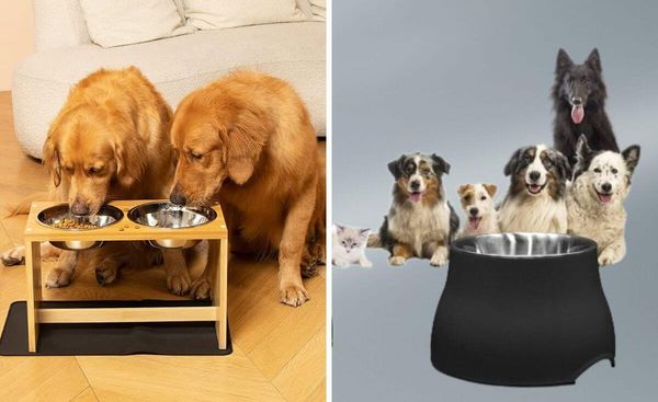 Pawsome Finds: Your Guide to Finding the Perfect Elevated Dog Bowl