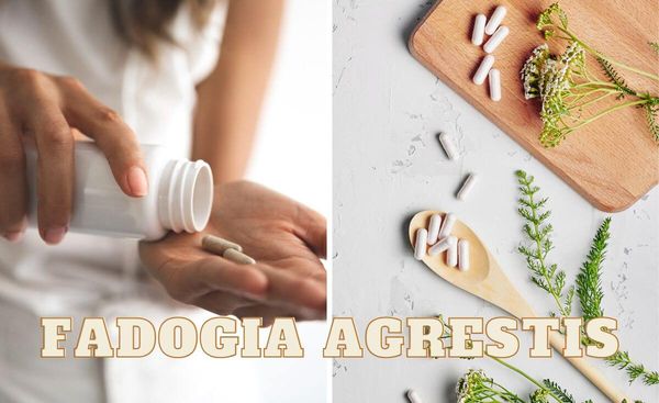 The Power of Fadogia Agrestis: Choosing the Best Supplement