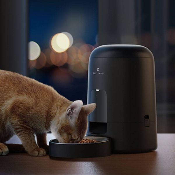 Don't Leave Your Cat Hungry Anymore - Get the Best Automatic Cat Feeder